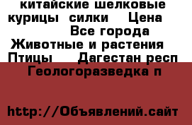 китайские шелковые курицы (силки) › Цена ­ 2 500 - Все города Животные и растения » Птицы   . Дагестан респ.,Геологоразведка п.